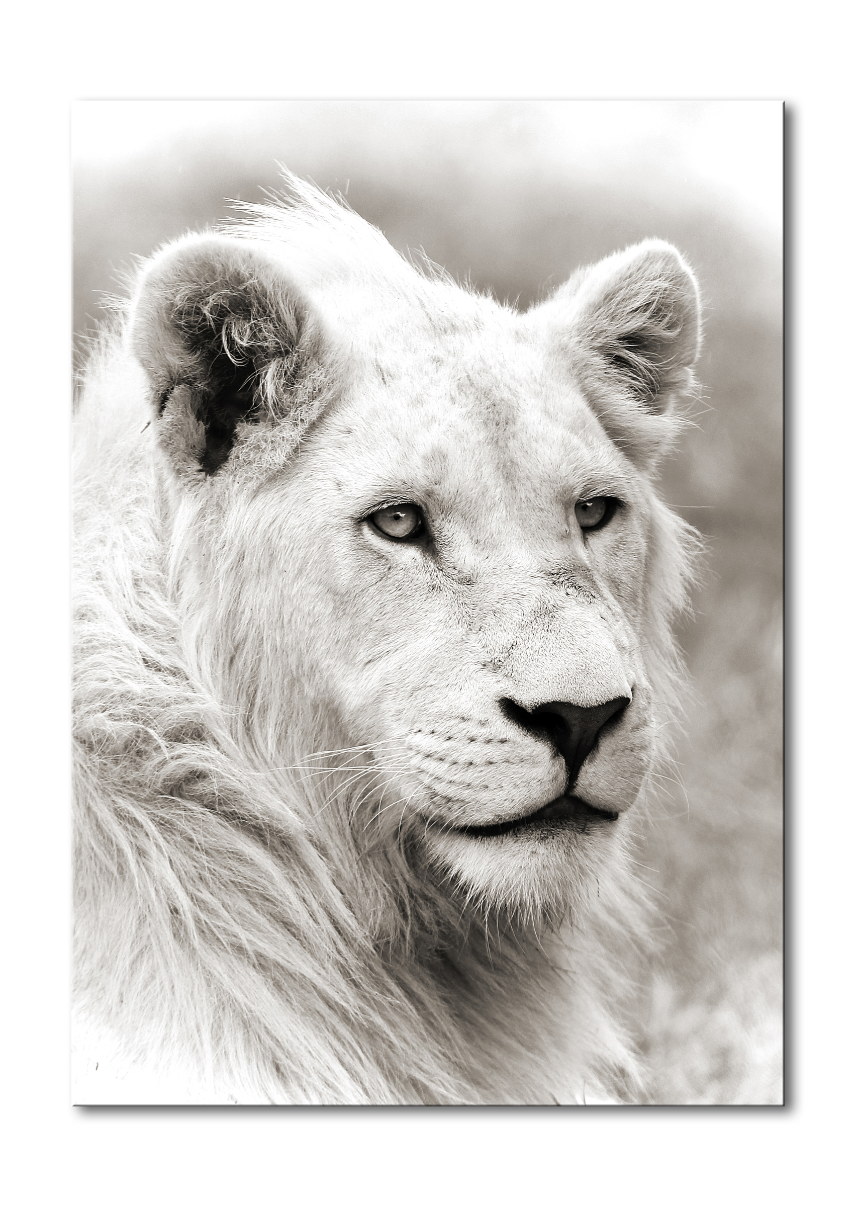 00010_c__white_lion_e56g4281_portrait