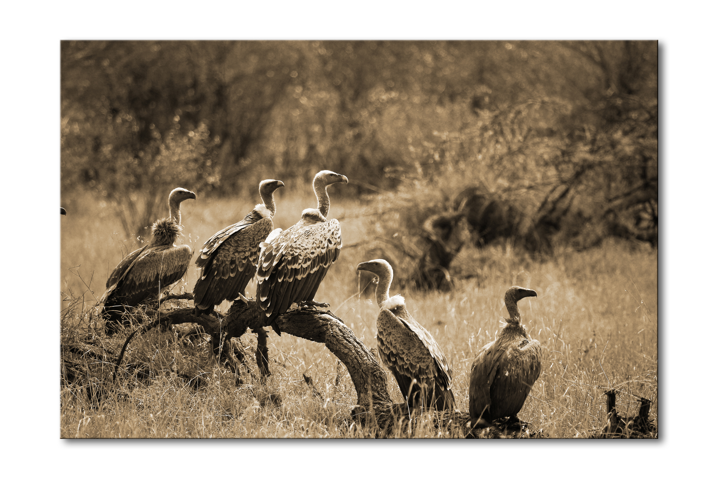 00027__african_vultures_ii_e56g0178_sepia