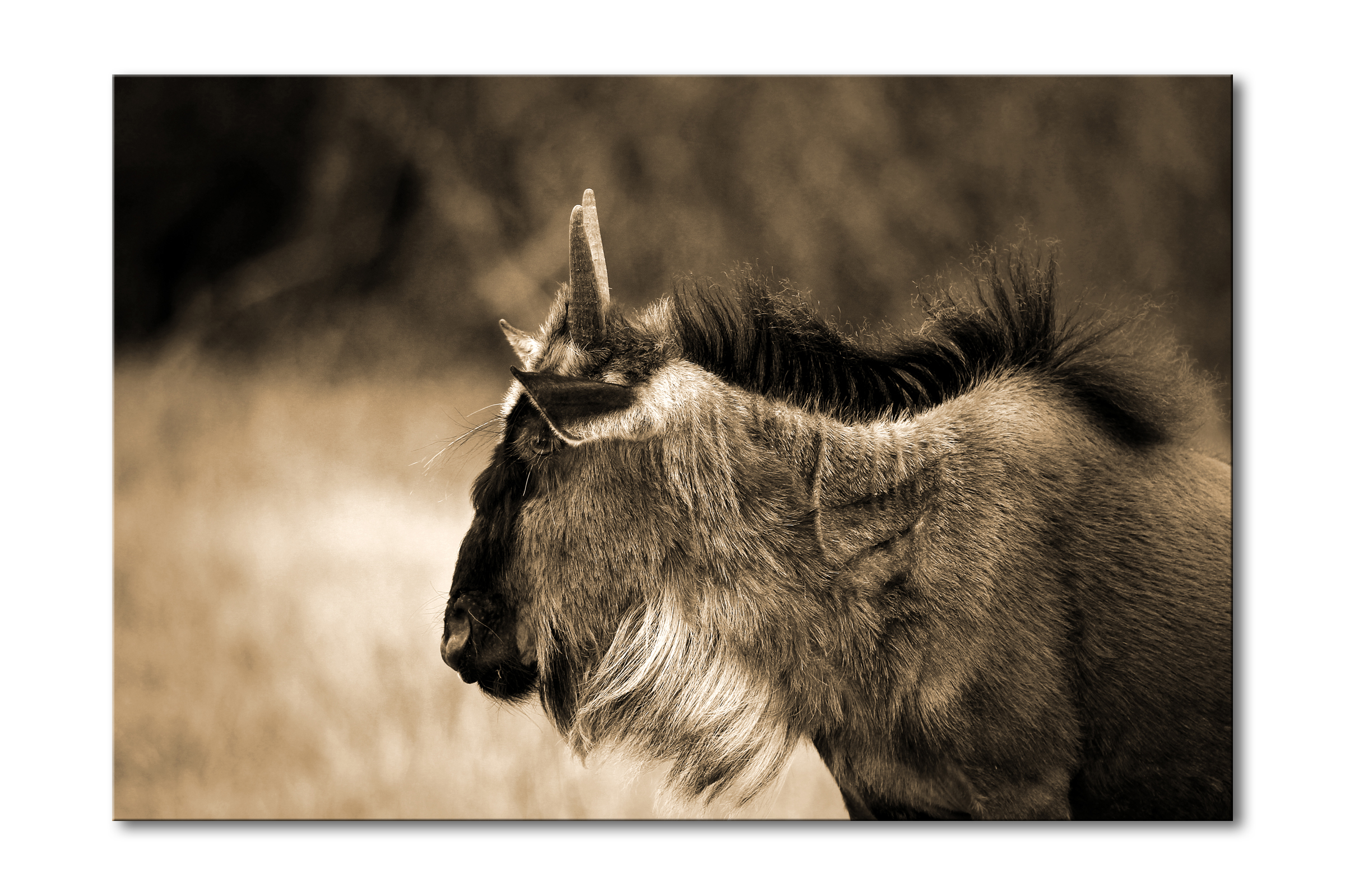 00029__young_wilderbeest_e56g0334_sepia