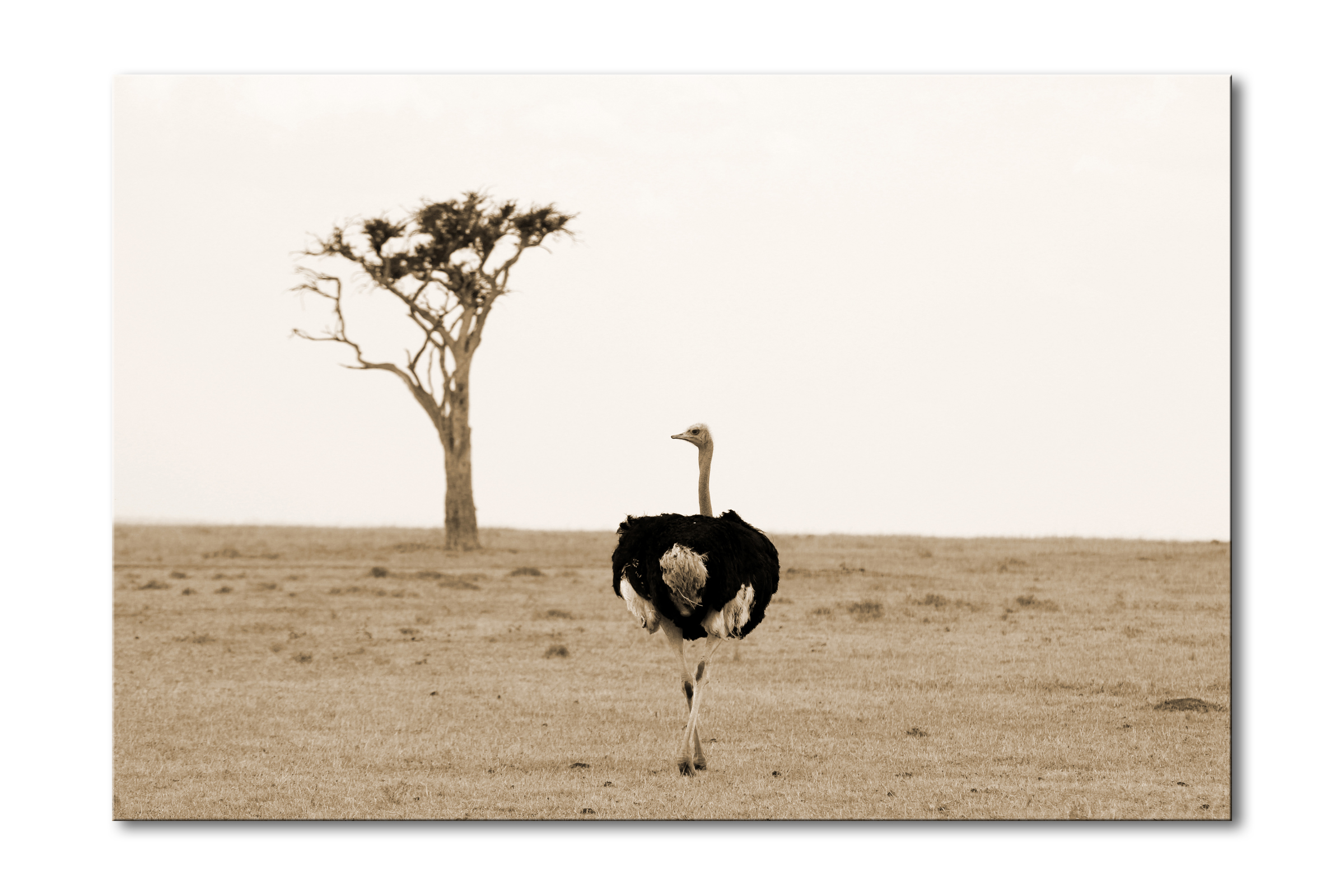 00040__ostrich_e56g8789_sepia