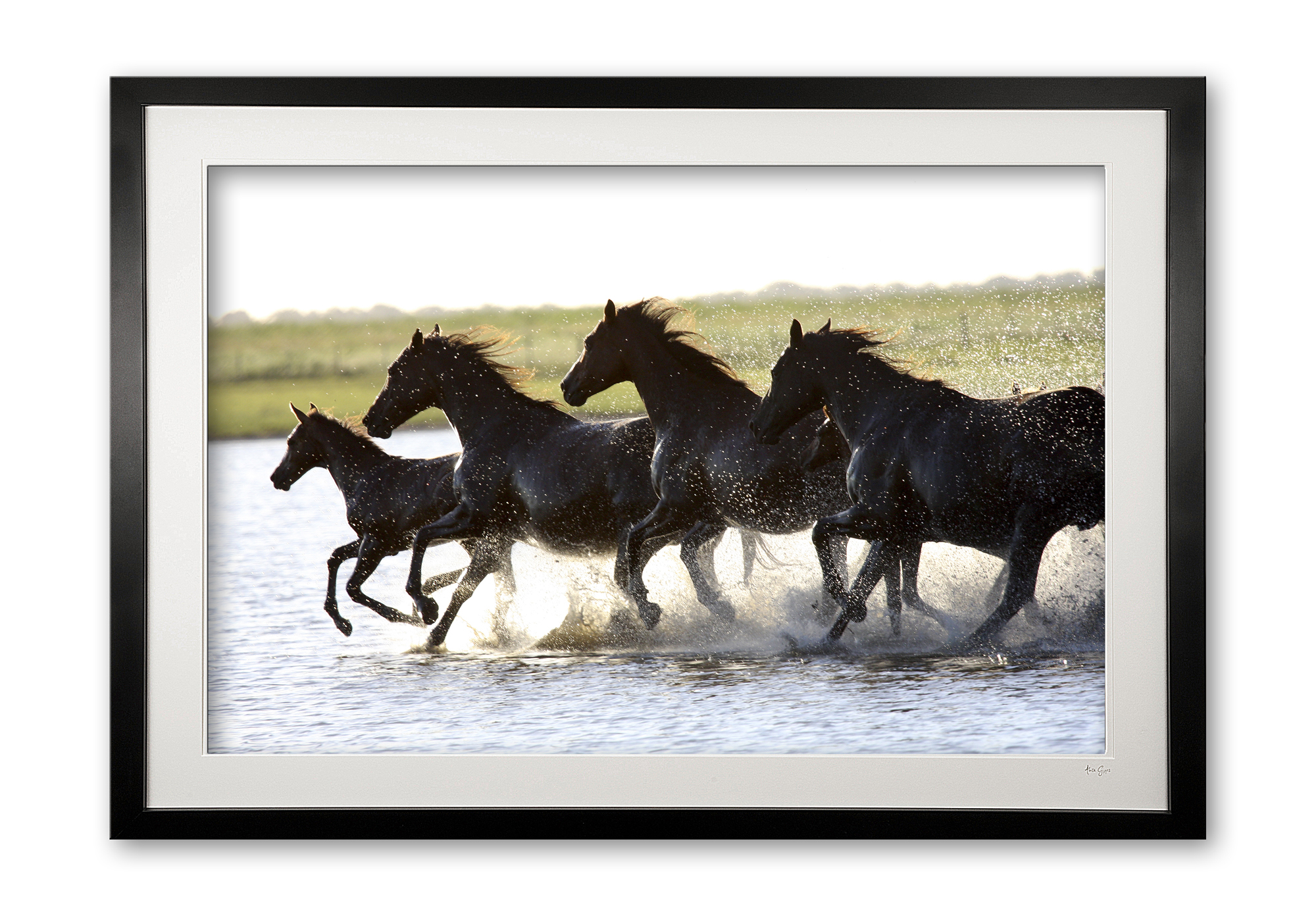 011__mares_and_foals_-_lagoon_i_img_1145_frame