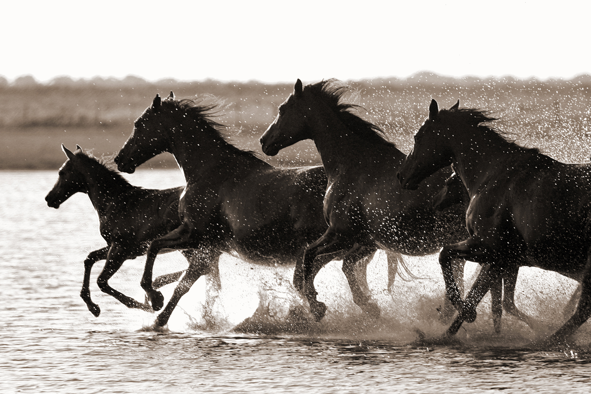 'Mares & Foals'