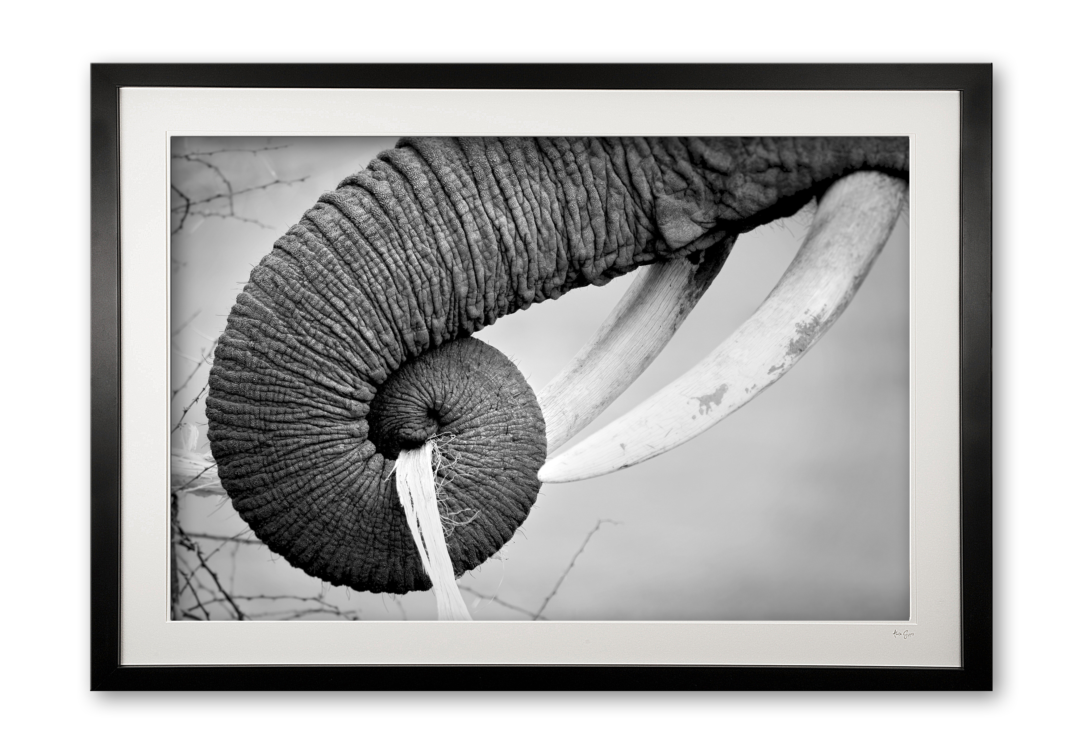 01b__ivory_owner_in_bw_e56g1250_-_special_edition_of_25_framed