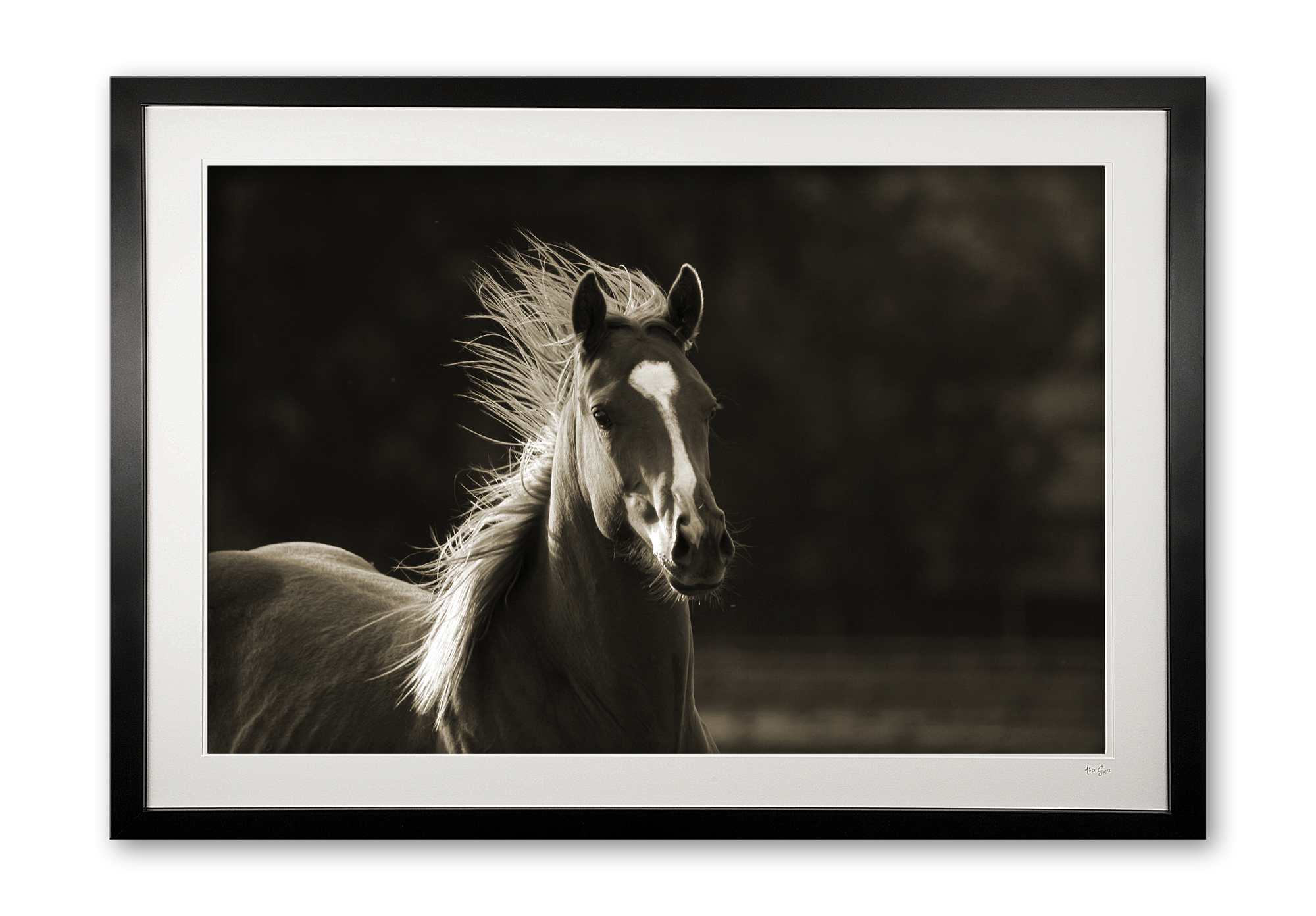 022__freedom_075x9801_framed