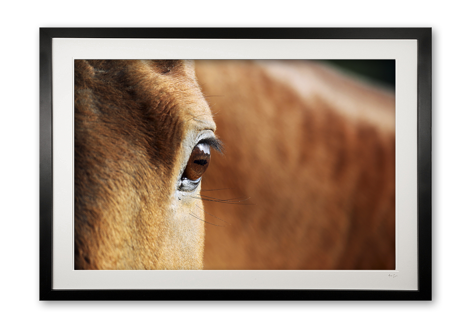 024__equine_detail_i_e56g6495_1_framed