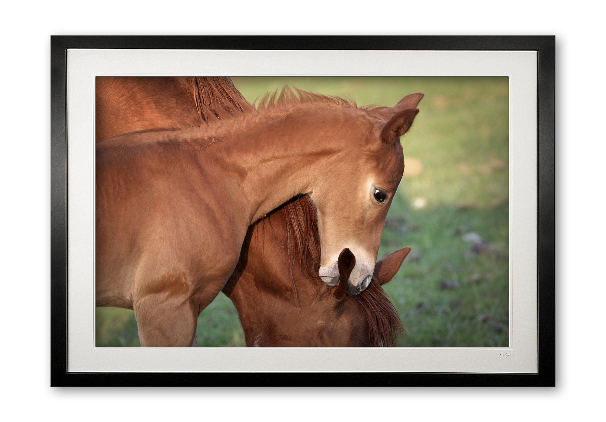 033__horseplay_075x9649_framed