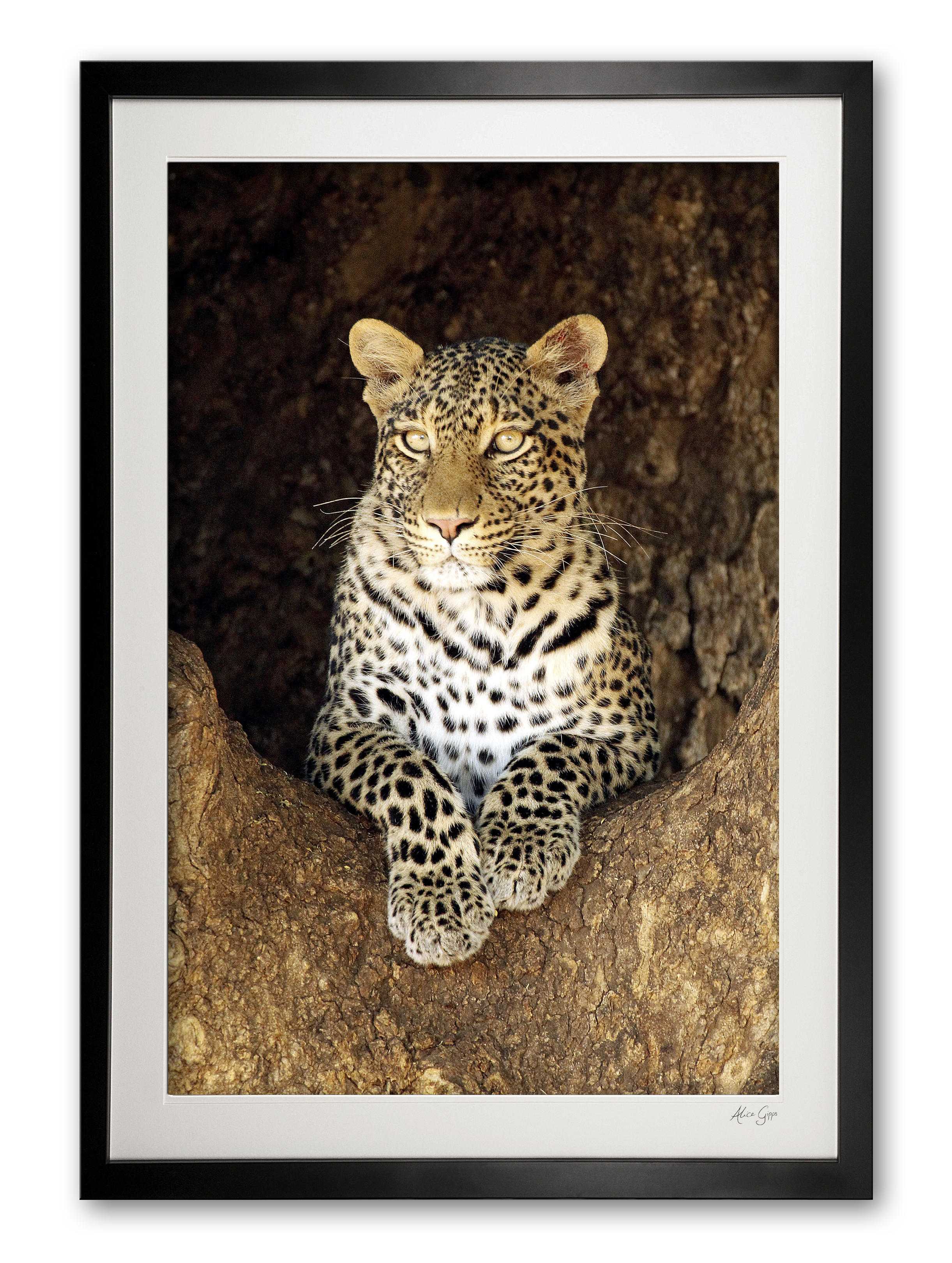 06_a__female_leopard_special_edition_of_25_frame_630999270