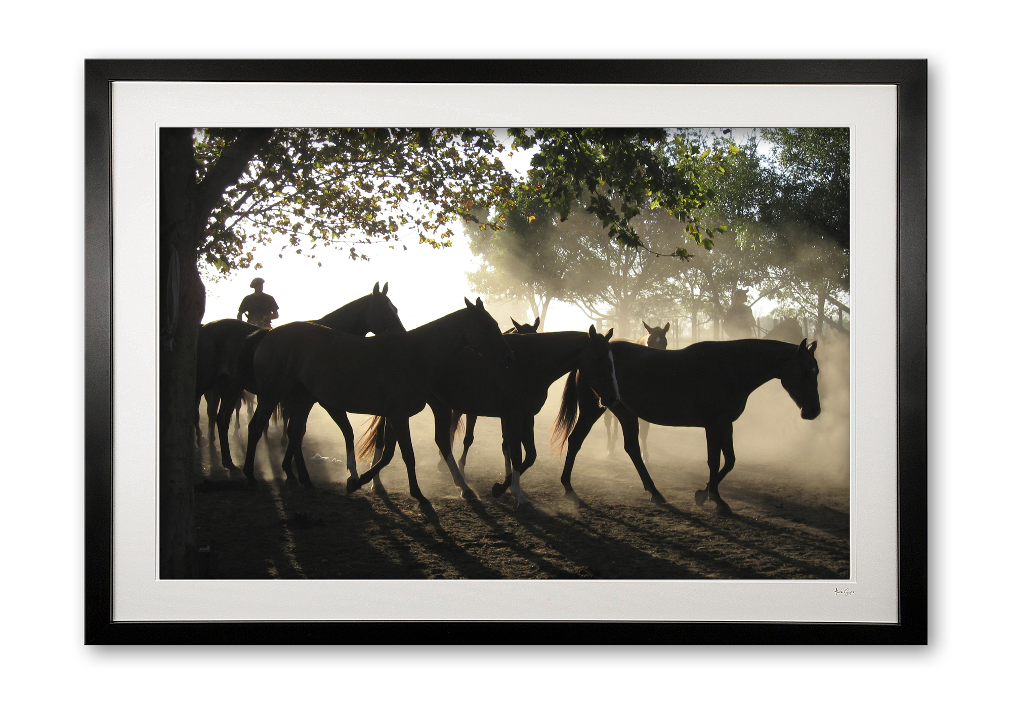 073__homeward_bound_img_1879_framed