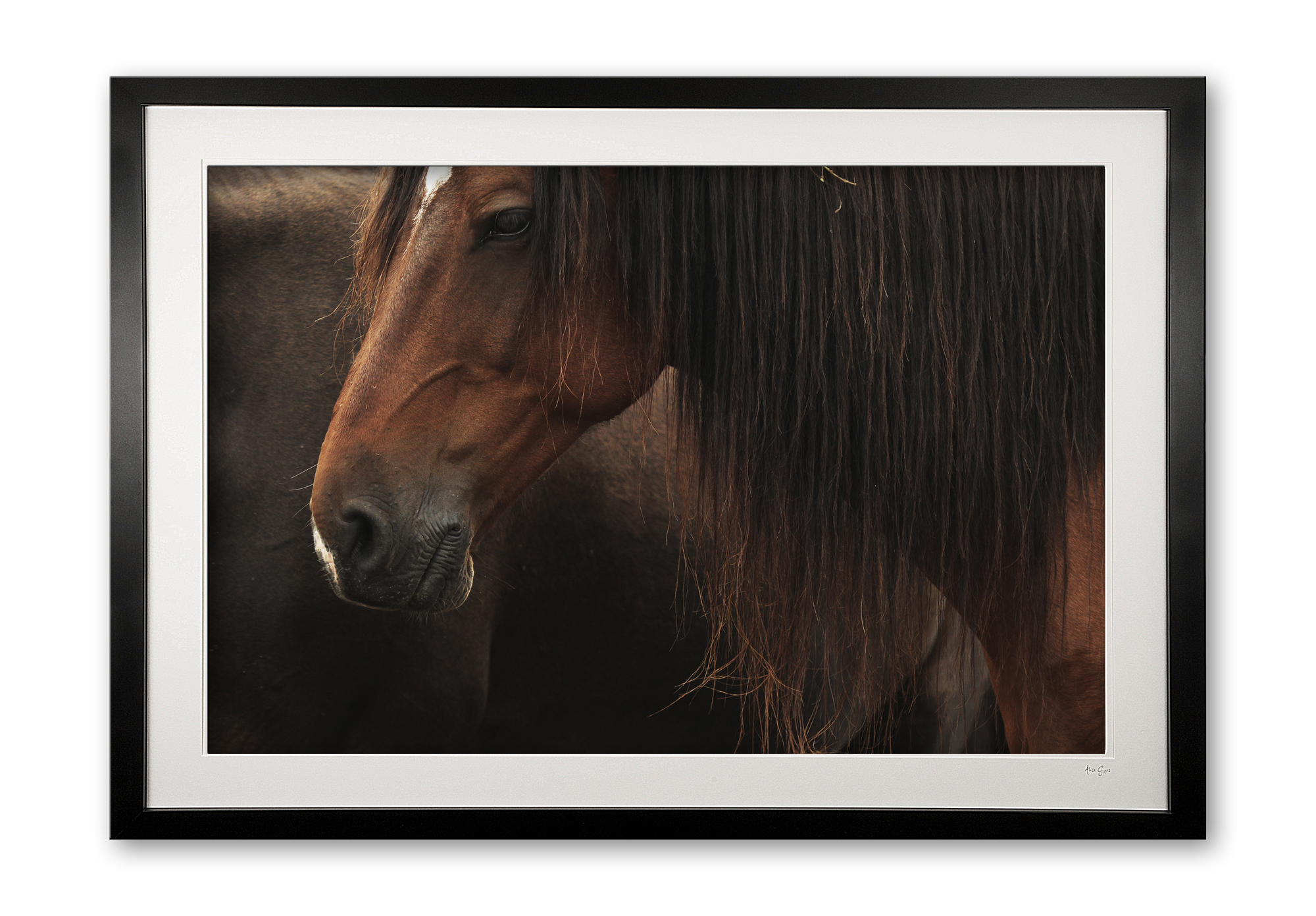 079c__snoozing_e56g0186_framed