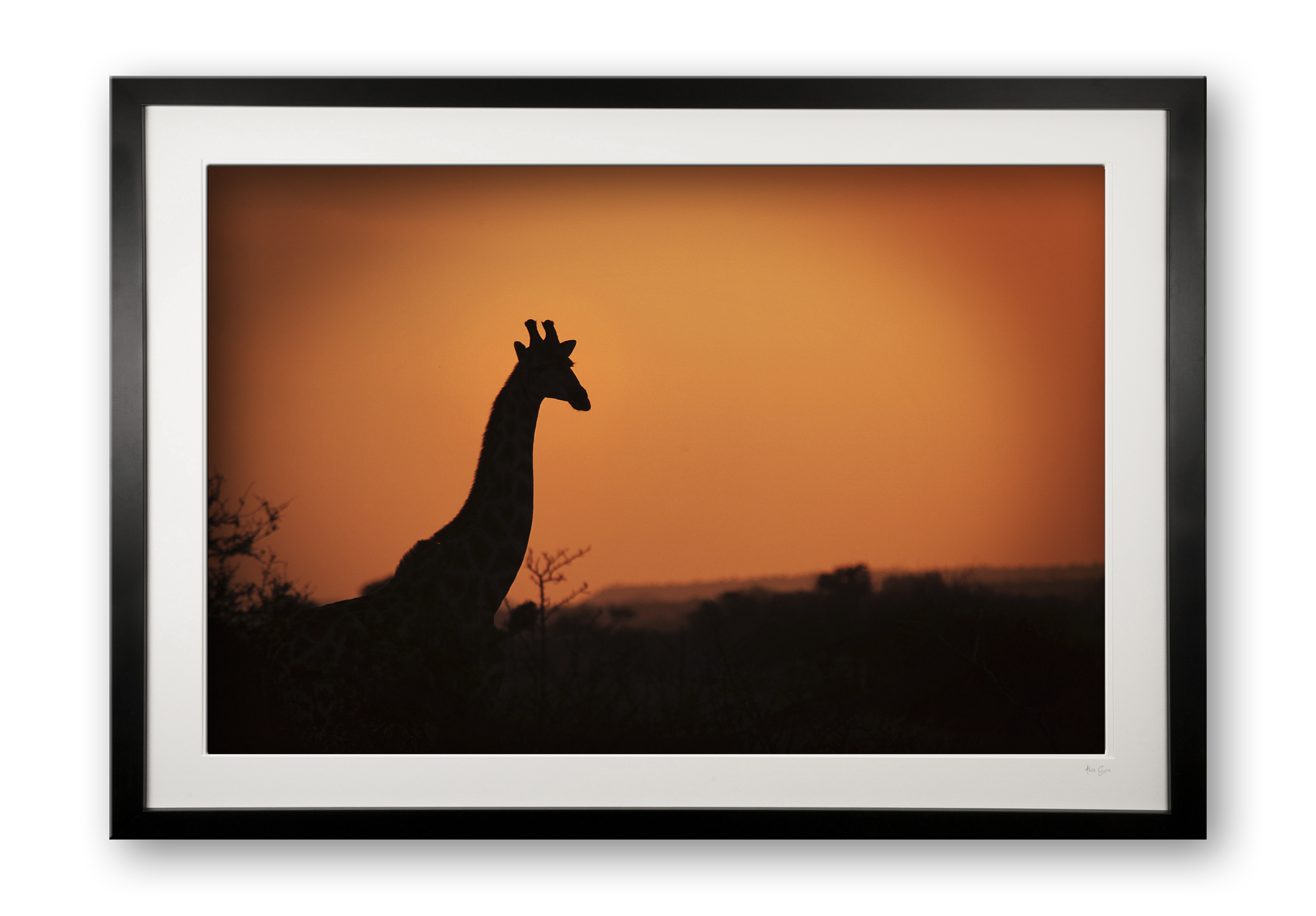 07a__giraffe_sundown_1261102637