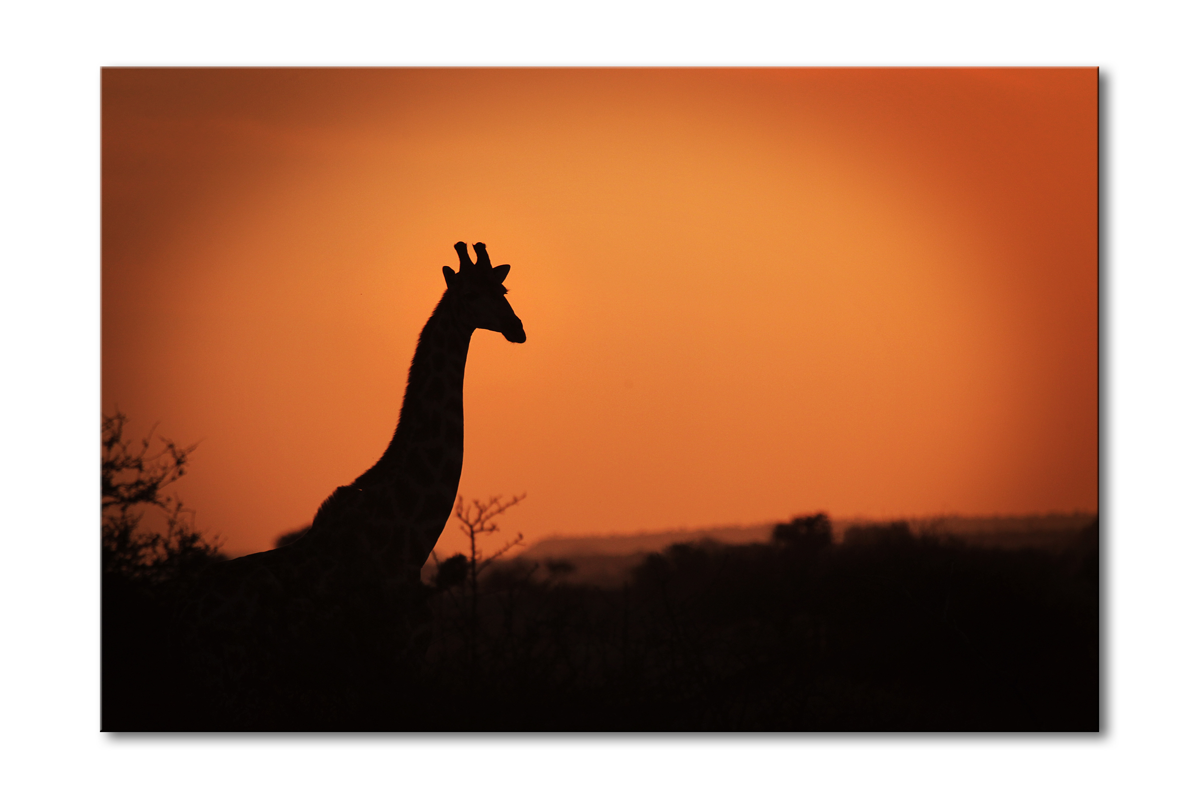 07a__giraffe_sundown_e56g3819_special_edition_of_25