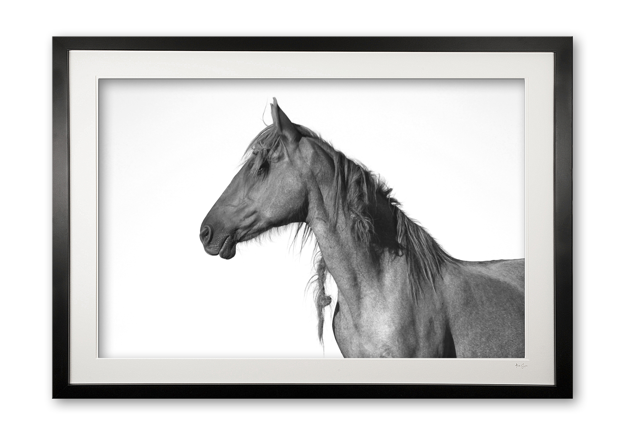 081_b__peruvian_paso_ii_e56g0896_framed