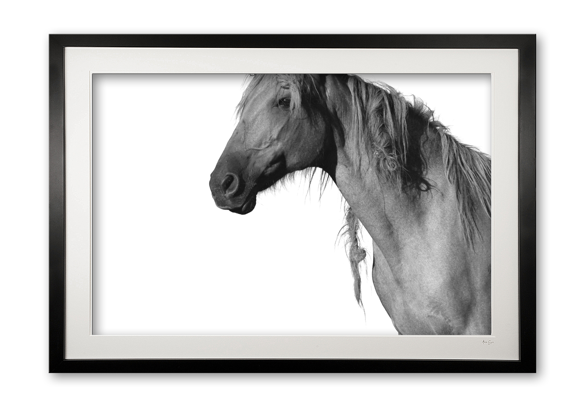081_c__peruvian_paso_iii_e56g0898_framed