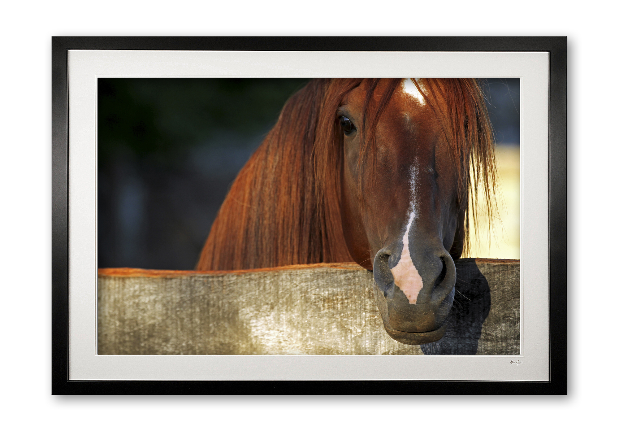 085_a__peruvian_stallion_i_e56g0006_framed