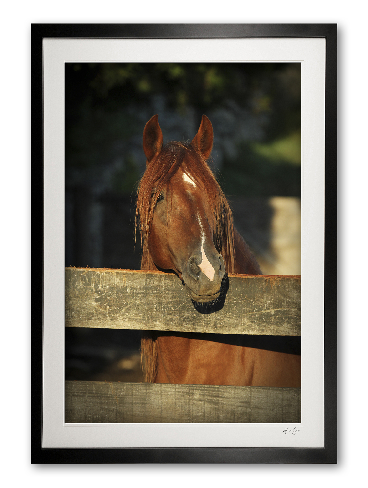 085_b__peruvian_stallion_ii_e56g0009_framed