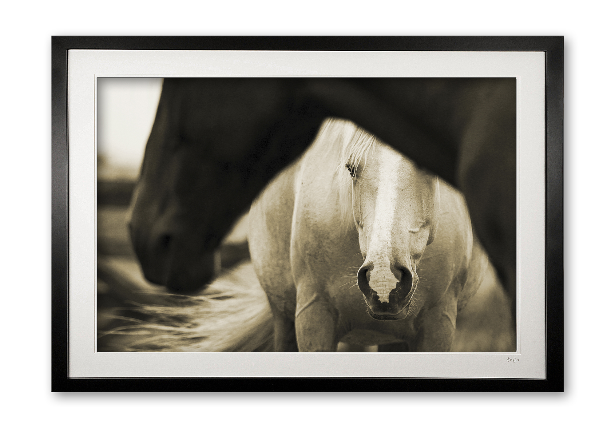 091_b__palamino_in_sepia_e56g0192_2_sepia_framed