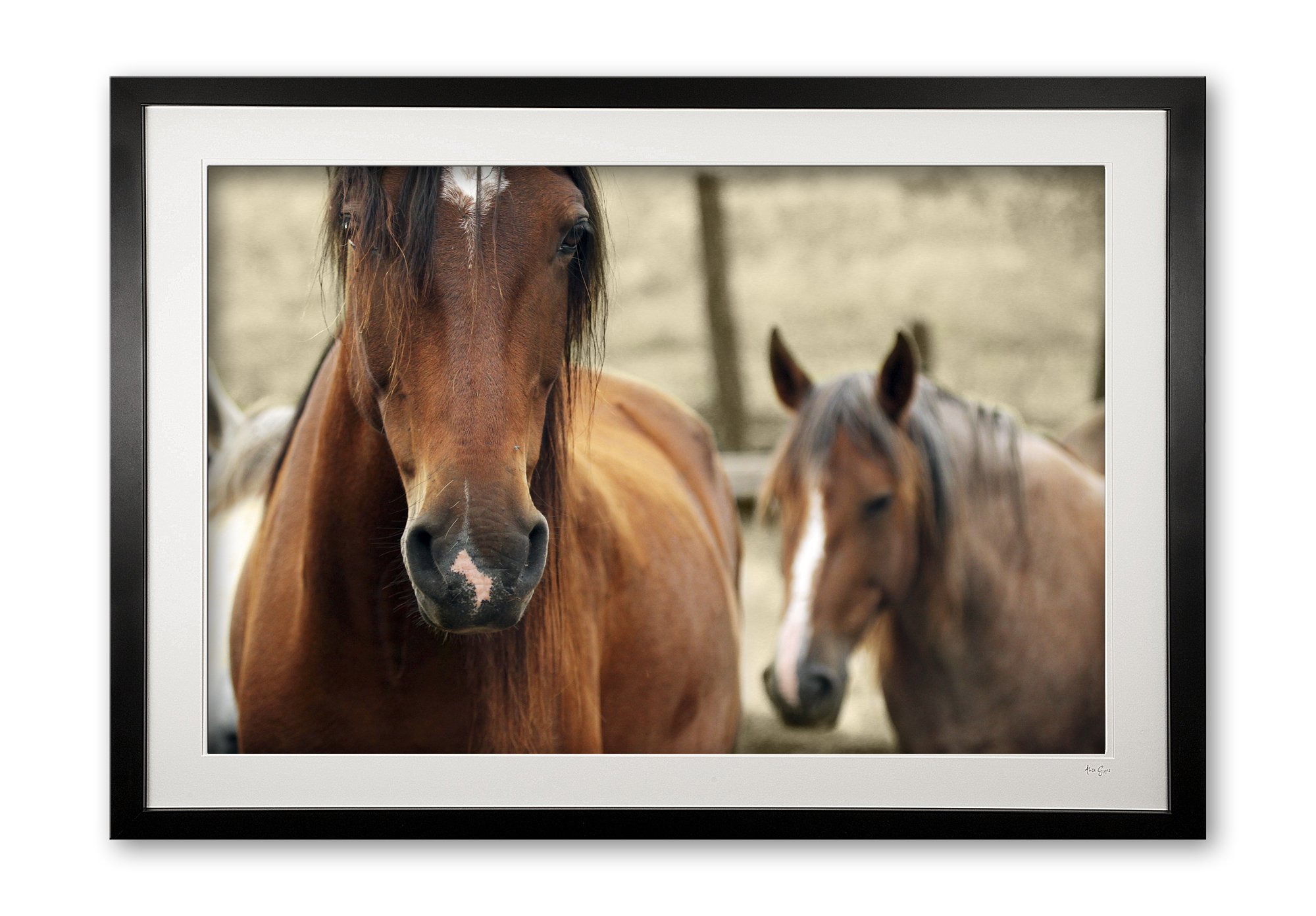 093__tousled_iv_e56g0232_framed