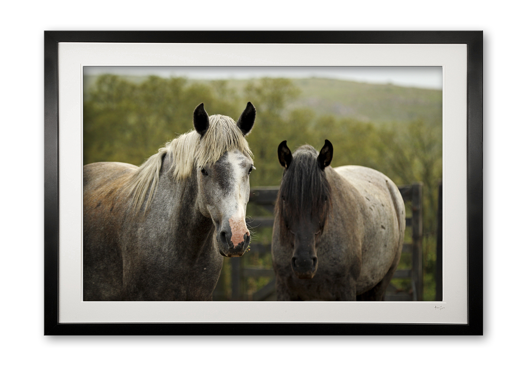 096__cordoba_criollos_e56g0175_framed