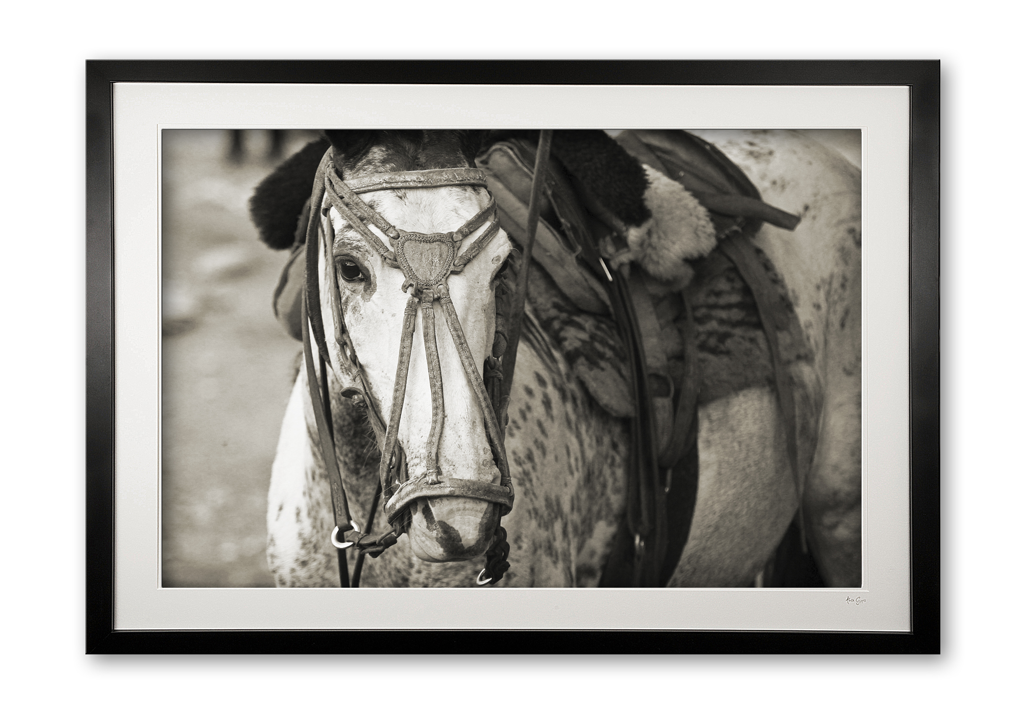 096_b__cordoba_criollos_ii_e56g0077_1_sepia_framed