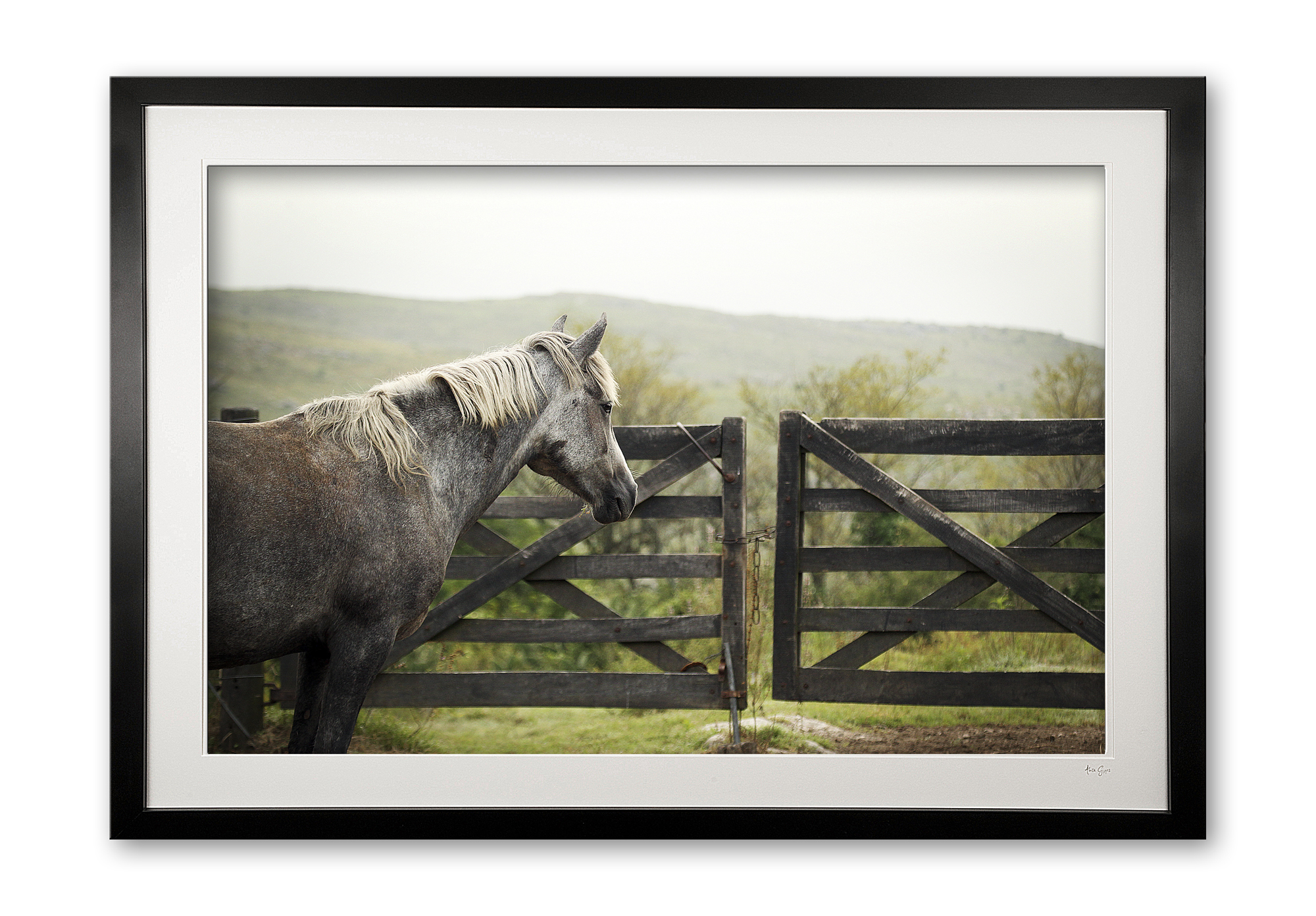 096_c__cordoba_criollos_iii_e56g0173_framed
