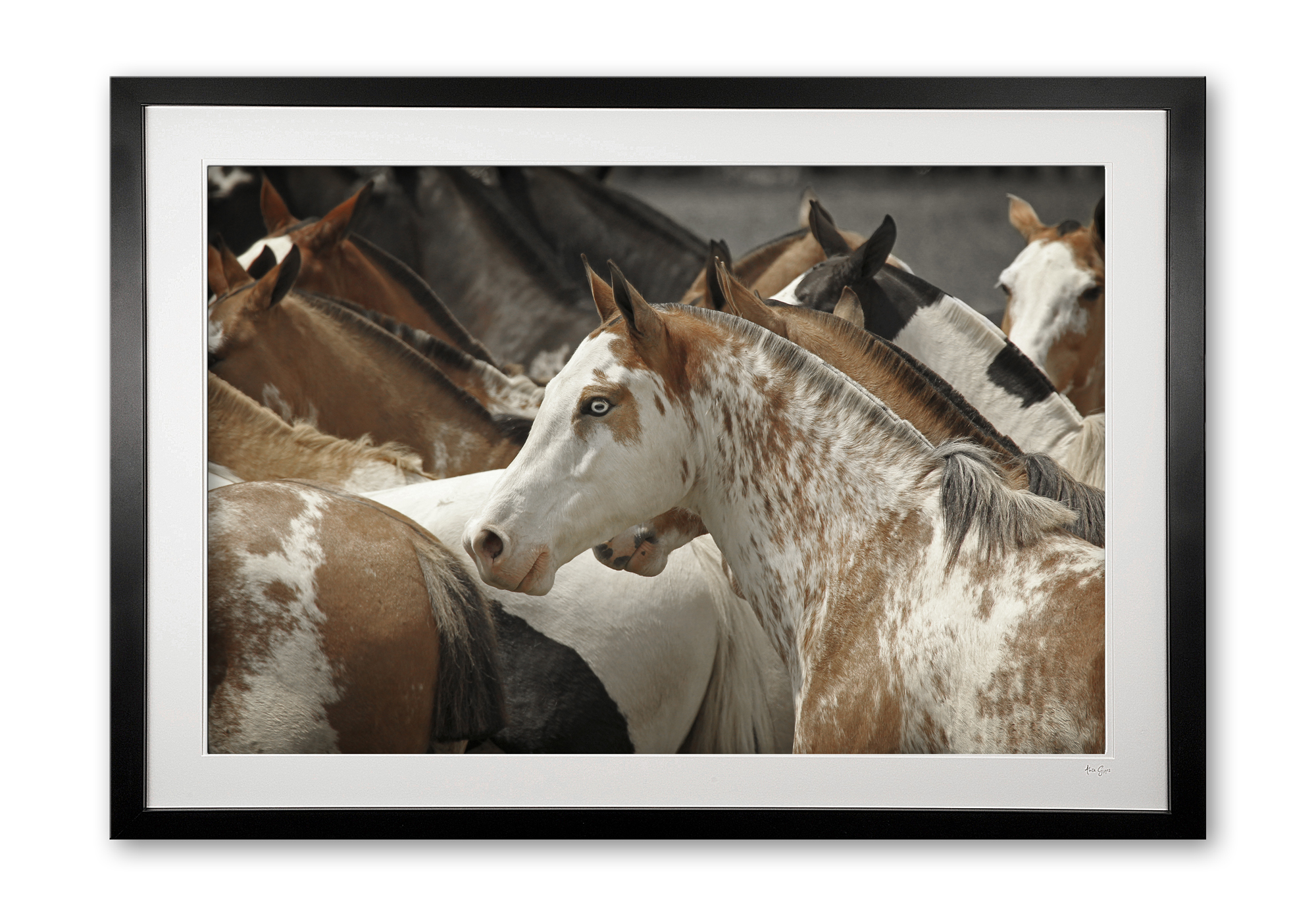 104__blue_eyed_pintada_e56g6539_framed