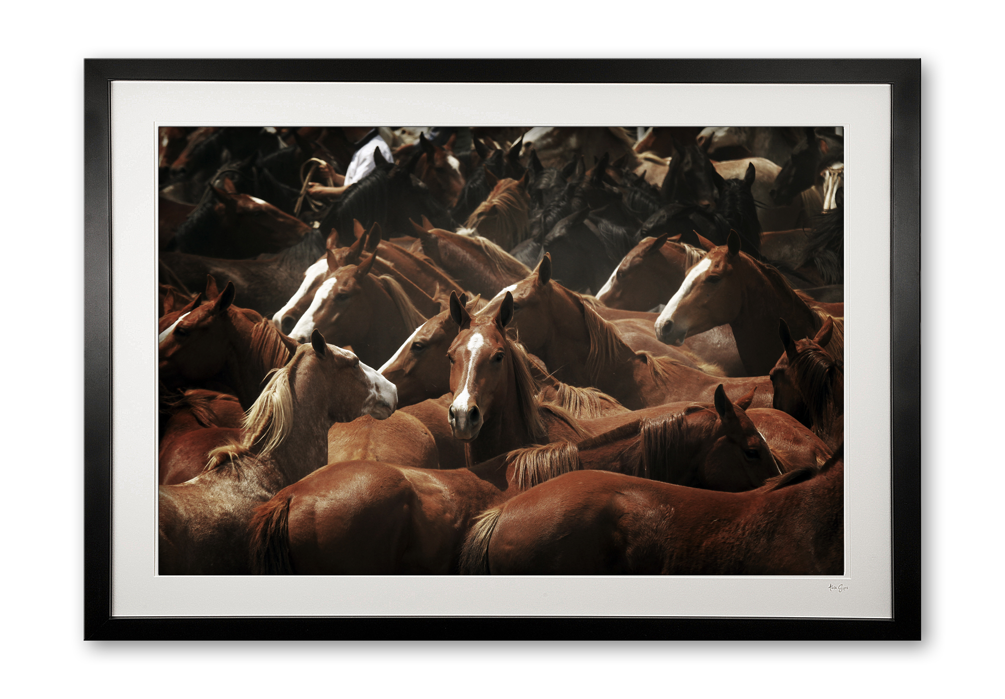 109_a__sea_of_horses_in_colour_e56g6974_special_edition_framed