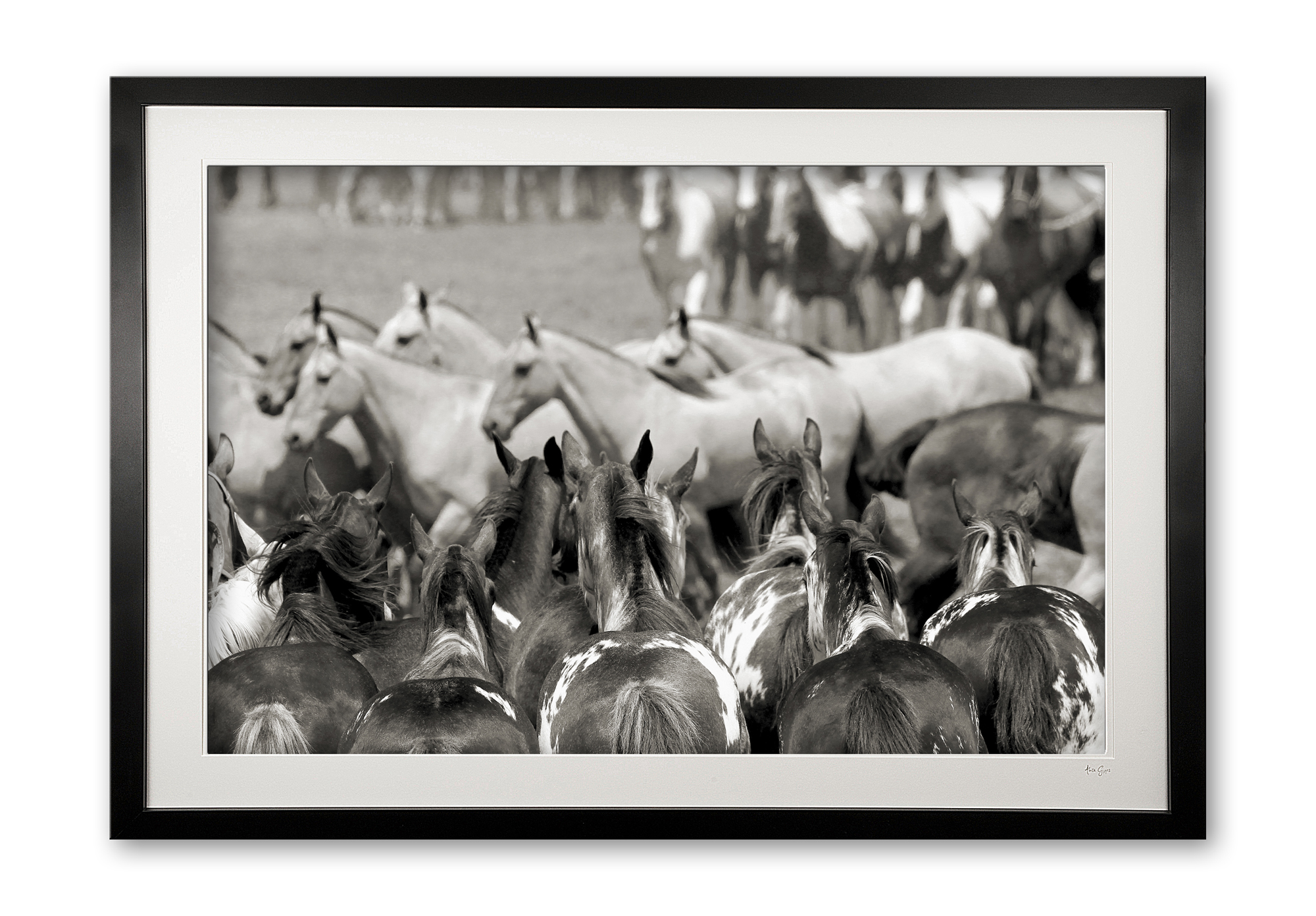 110_e___tropillas_reuniting_ii_e56g2232_bw1_framed