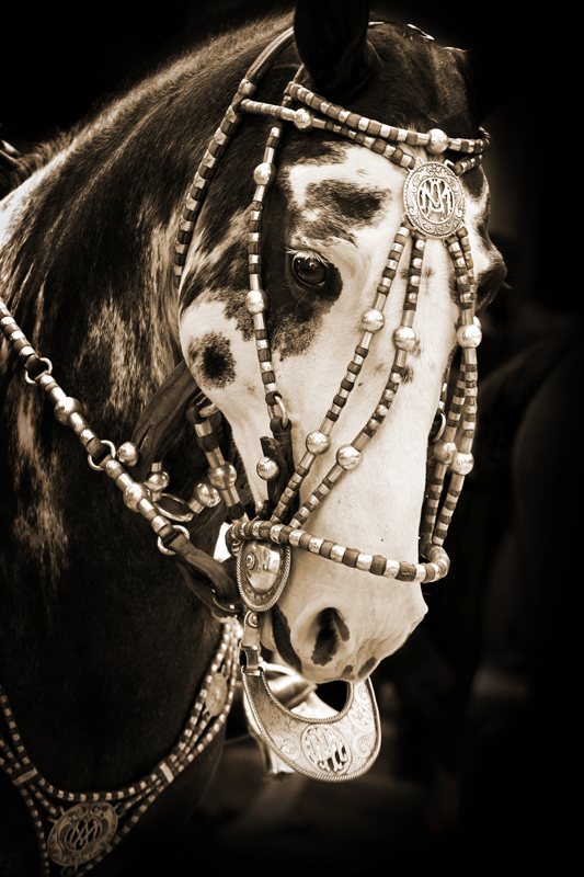 'Festival Finery I'