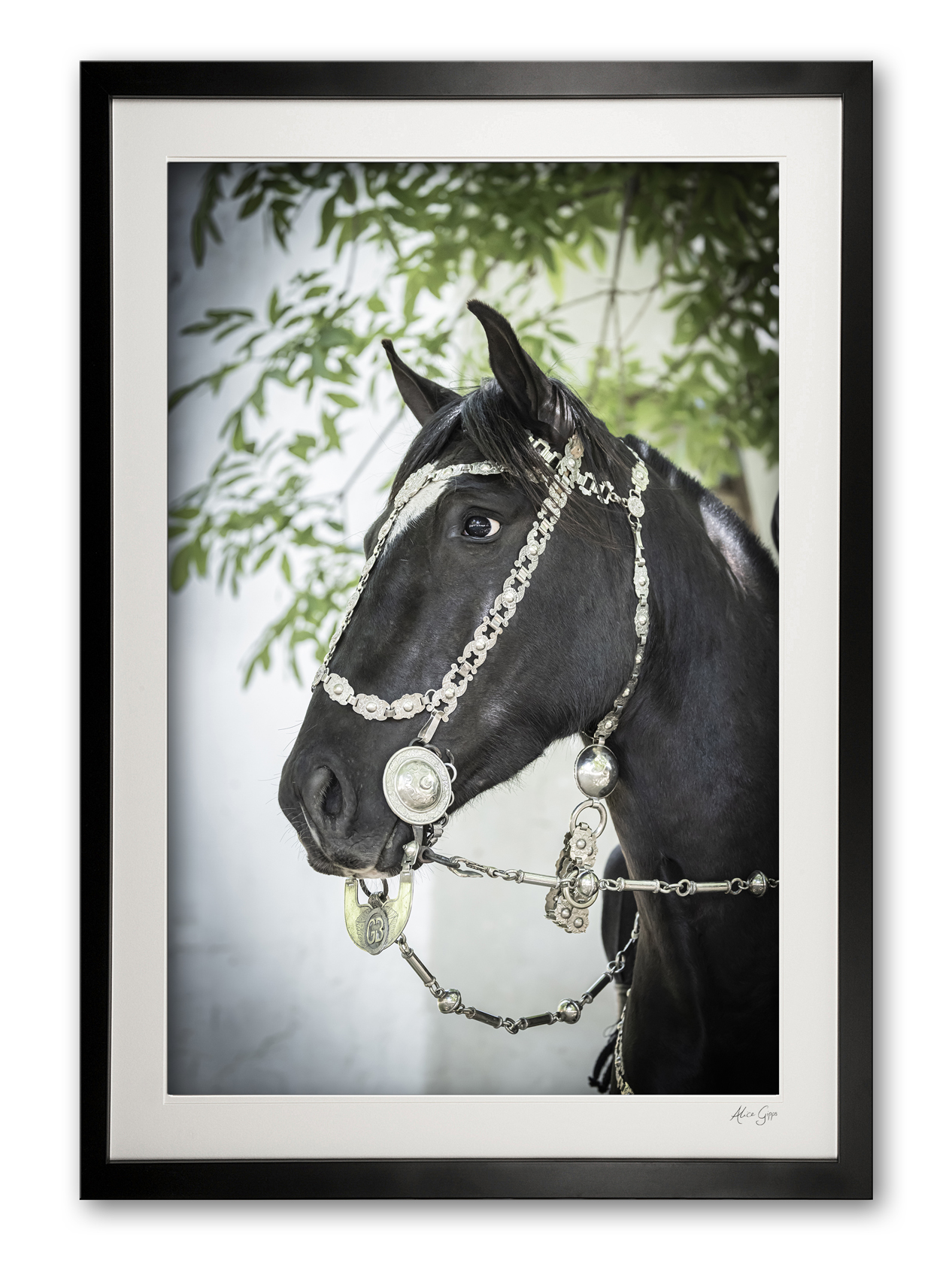 120_e__areco_festival_vi_0e5a9538