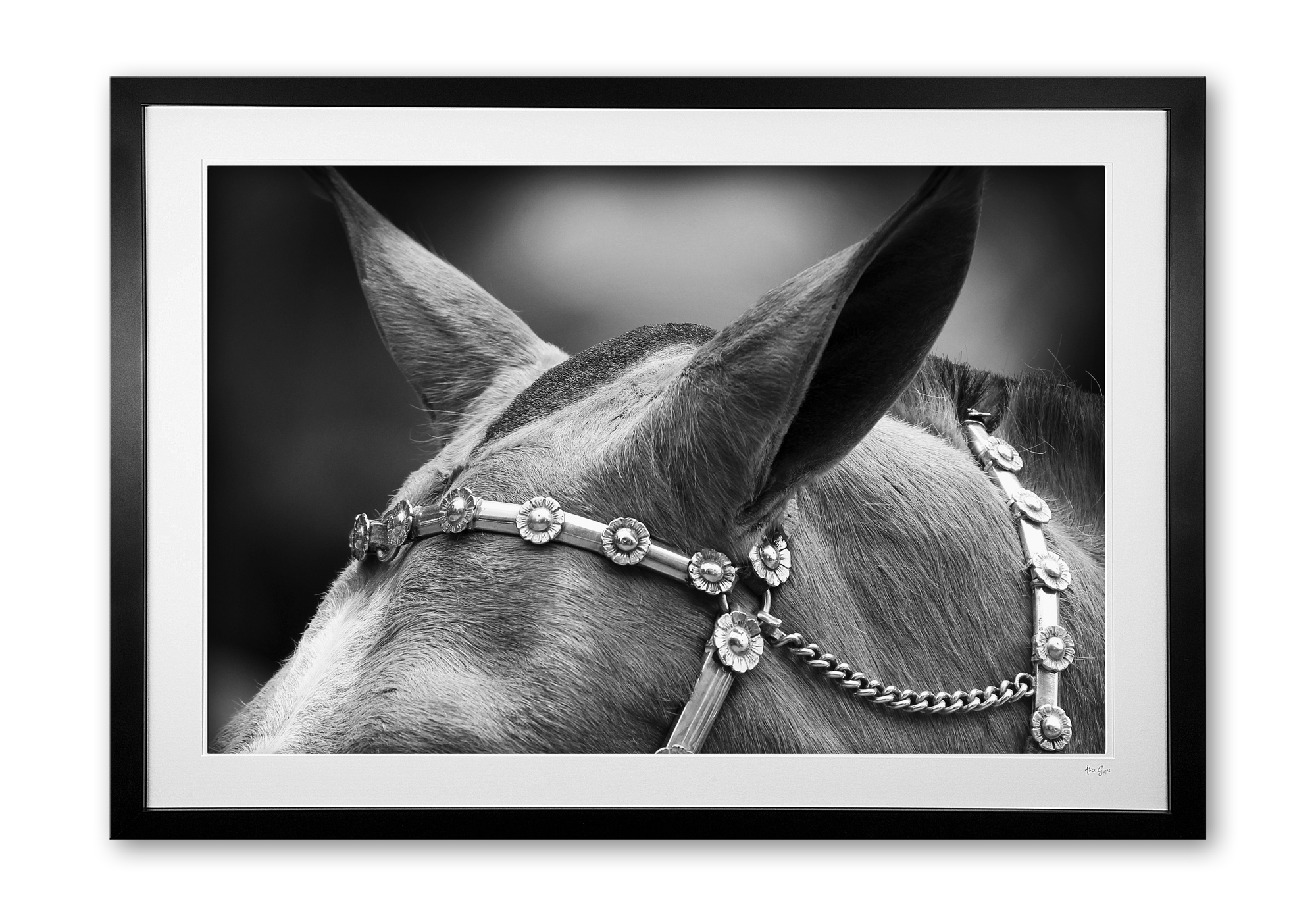 125__silver_browband_detail_e56g9519_bw_framed