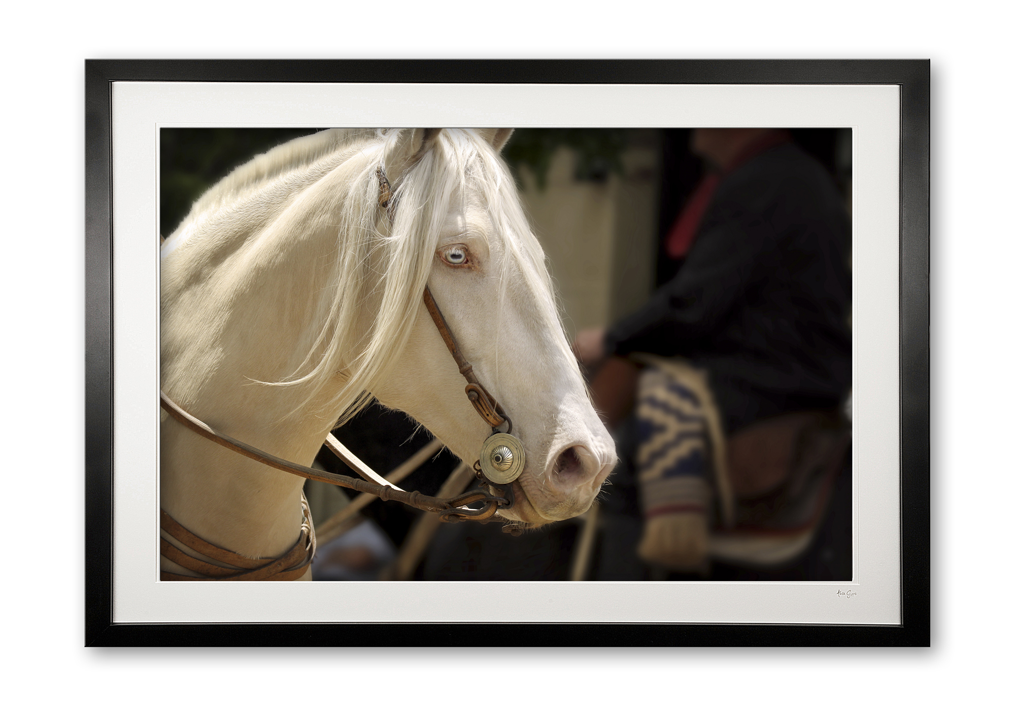 131__areco_albino_e56g9934_framed