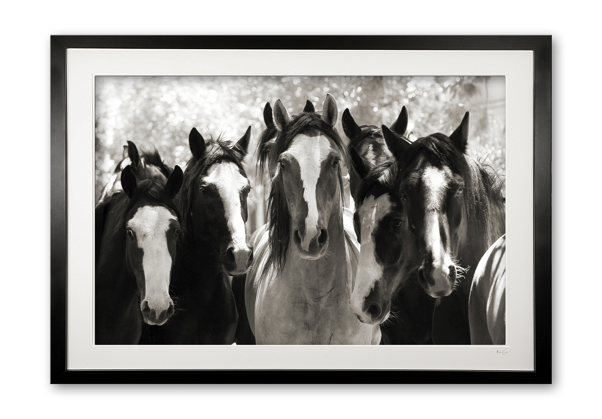 133_d__criollo_crew_e56g3885_bw_framed