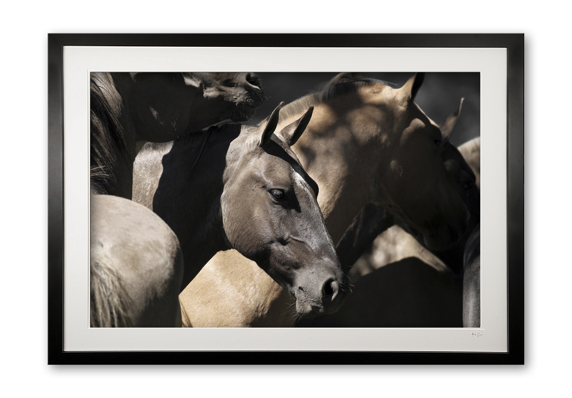 139_b_buckskin_boy_e56g4204_ii_framed