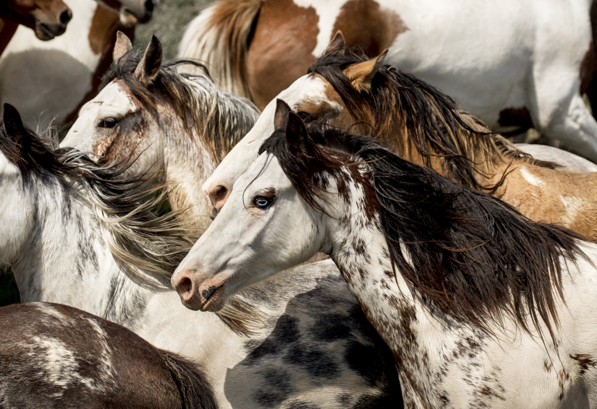 'Paint Ponies'