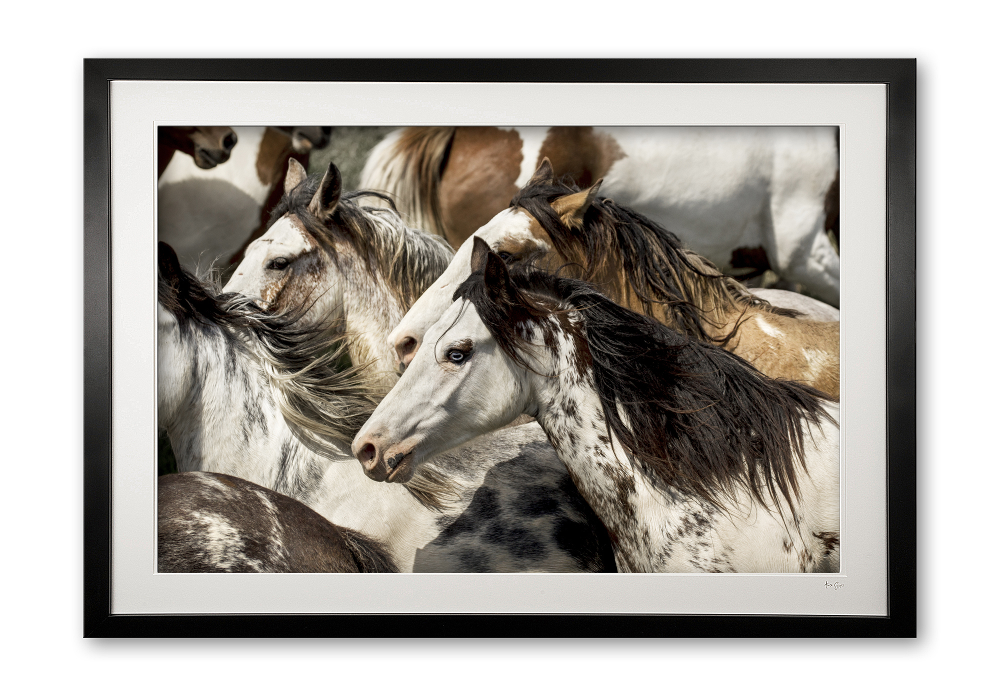 141__paint_ponies_e56g2008_framed