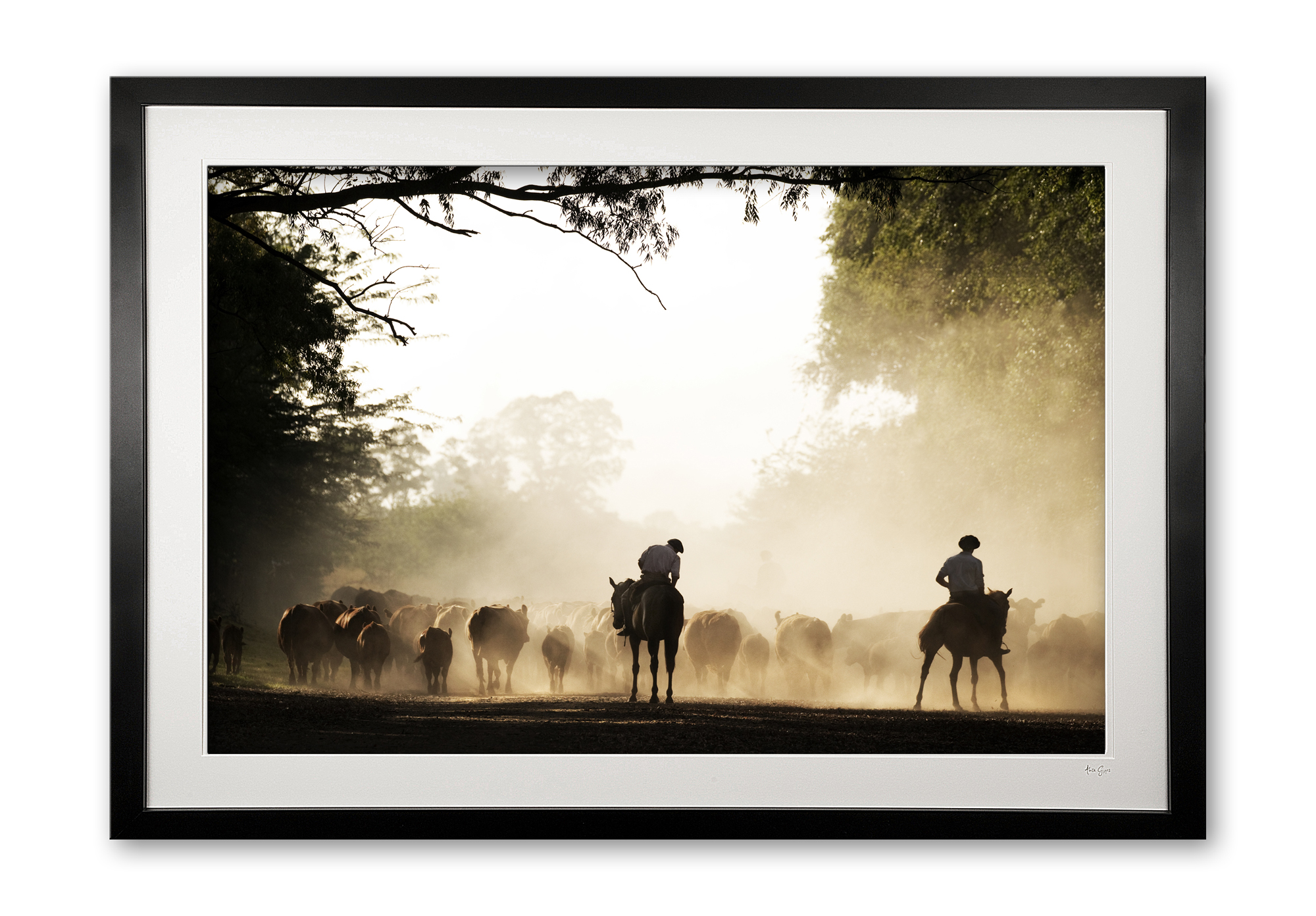 143_a__lincoln_gauchos_colour_e56g9998_framed