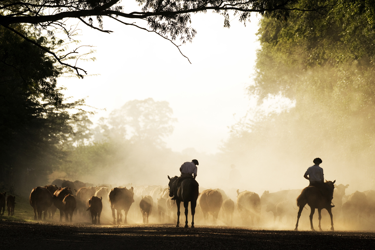 'Lincoln Gauchos'