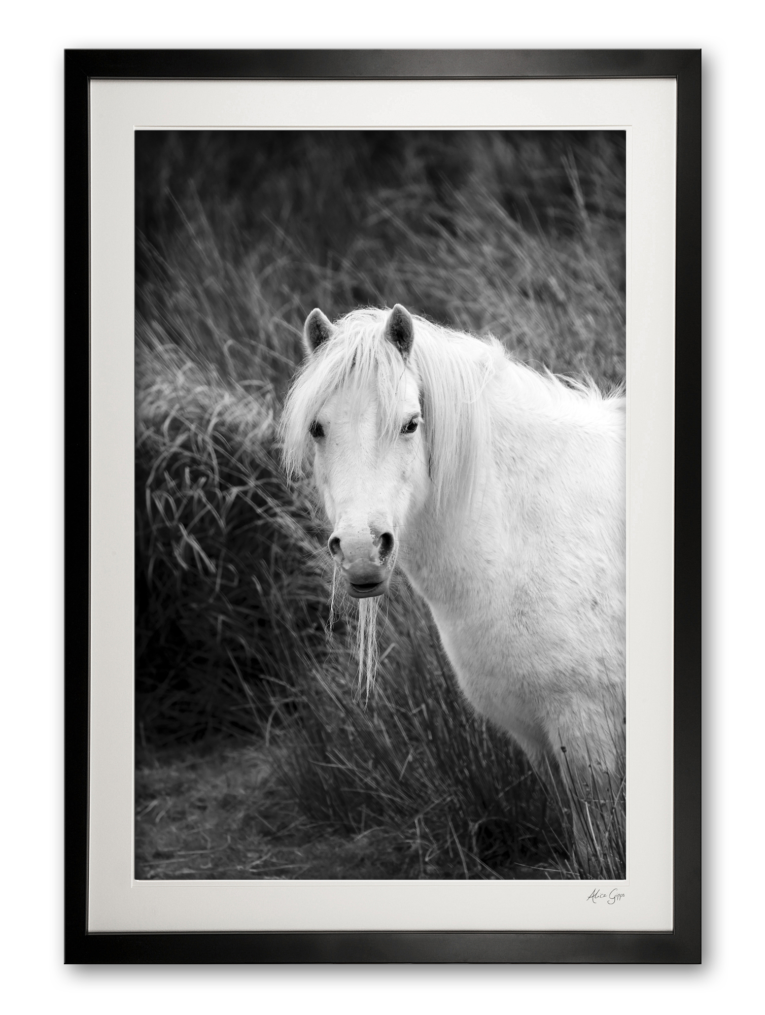 146_a__wild_welsh_mountain_pony_i_0e5a0008_bw_framed
