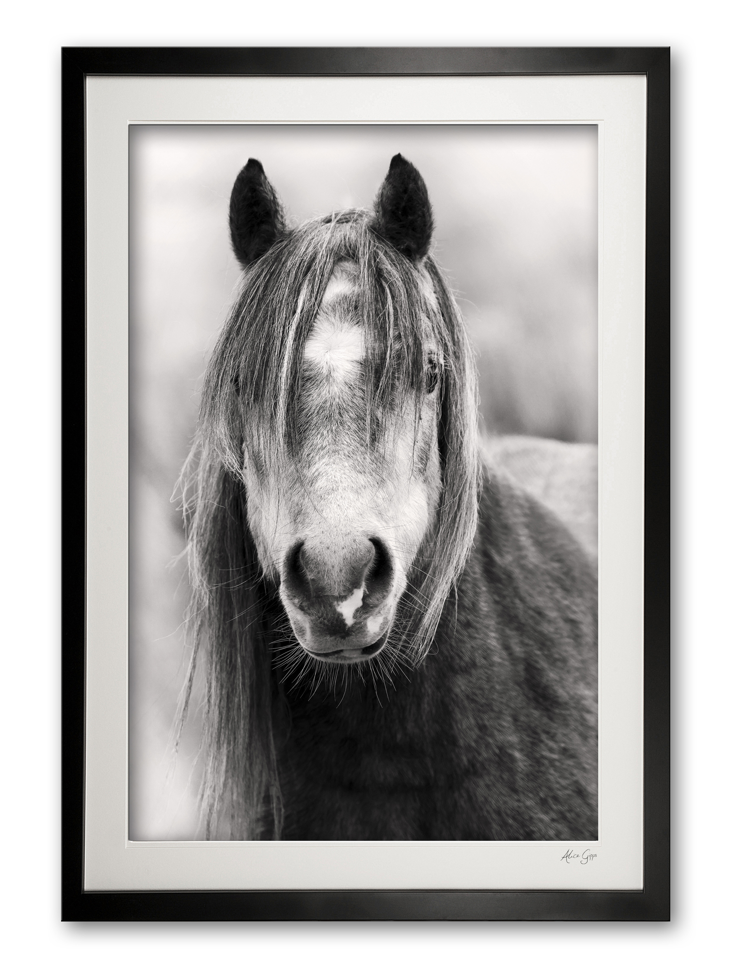 146_b__wild_welsh_mountain_pony_ii_0e5a0018__bw_framed