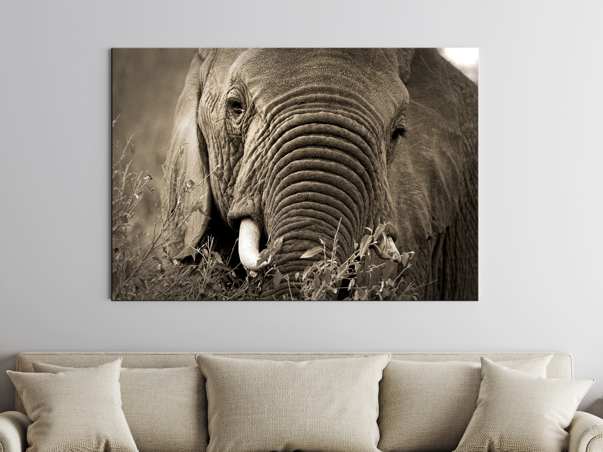 adobestock_223505236_elephant1_2000px_x_1500px