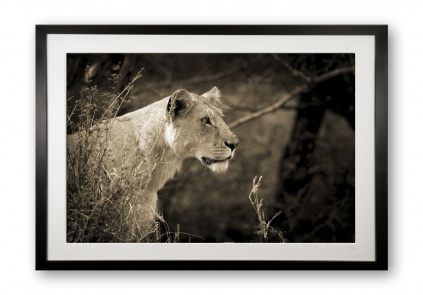 00014_lioness_ii_black_cubix_special_edition_of_25_frame_524998144