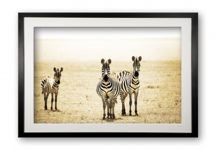 00015_zebra_family_black_cubix_special_edition_of_25_framed_522672167
