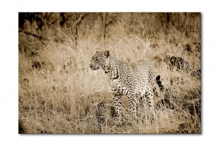 00031__female_leopard_ii_e56g0448_sepia__limited_edition_of_50_5aps_