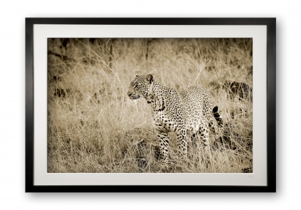 00031_female_leopard_iit_cubix_limited_editionof_50_framed_81178509