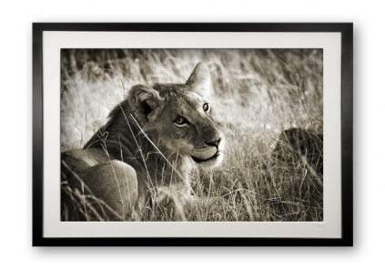 00032_young_lion_cubix_special_editionof_25_framed_202837809