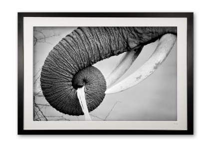 01b__ivory_owner_in_bw_e56g1250_-_special_edition_of_25_framed