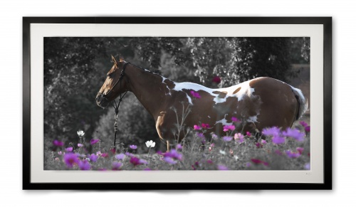 050__piskui_e56g7716_limited_edition_of_100__10_aps_framed_2126461277