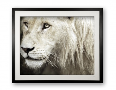 05__stalking_e56g4284_faded_colour_-_limited_edition_of_25_framed_693640454