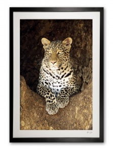 06_a__female_leopard_special_edition_of_25_frame_630999270