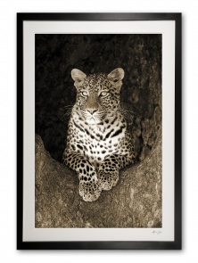 06c__female_leopard_e56g1737_sepia_framed